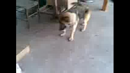 куче футболист