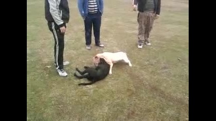pitbulss