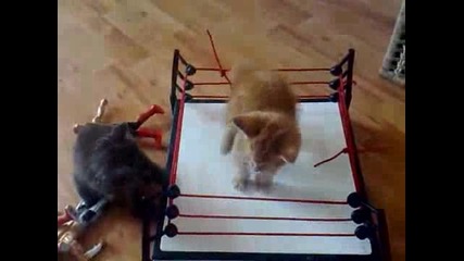 Котешки свободни боеве!