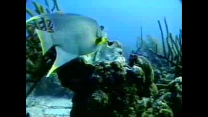 Queen Angelfish - - National Geographic.flv