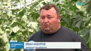 Земеделци сигнализират за натиск от страна на търговските вериги