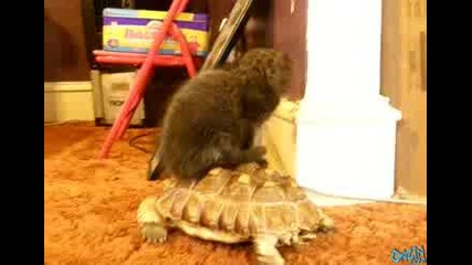 Котенце се вози на костенурка - смях 