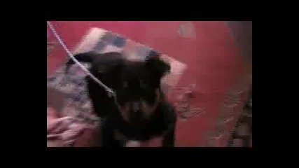 Rottweiler na 2 mes 