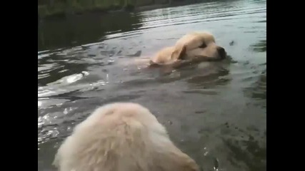 Сладки кученца във вода