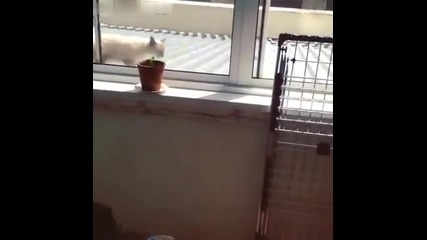 Котка възпитано затваря прозорец след себе си!