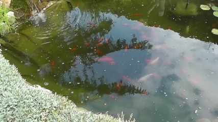 Koi