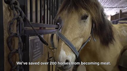 The mission of protecting horses from slaughter