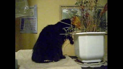 черно коте 16.11.2009 Dsci0091 