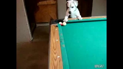 Куче играе билярд