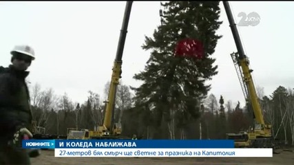 Украсяват Капитолия с 27-метрова елха за Коледа - Новините на Нова