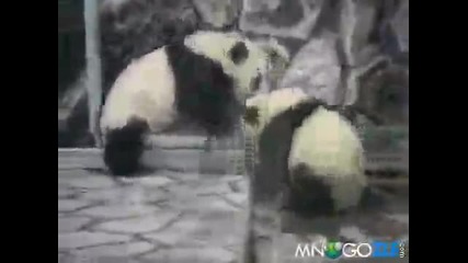Панди се борят