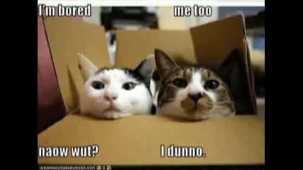 Смешни снимки с котки - Много смях