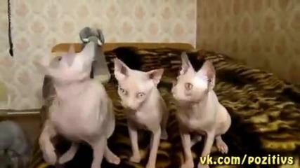 3 Котки в синхрон-смешничко е