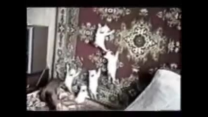 Забавни котки