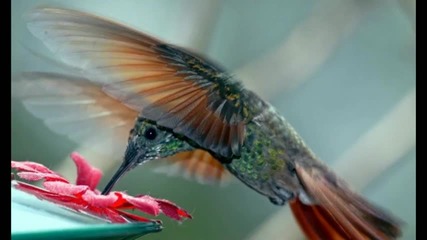 Christian Fisher-kolibri