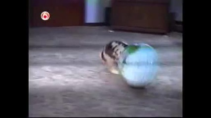 Смешни и Забавни