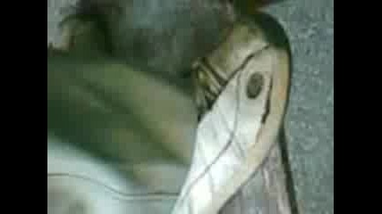 Okka