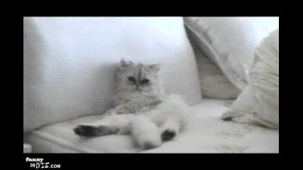 Маструбираща Котка