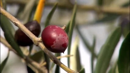 Бране на маслини - Olive Picking in Puglia