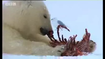 Bbc - Полярните Мечки Отиват на Лов + Субтитри