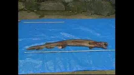 Удивително!!! Акула с тялото на змиорка