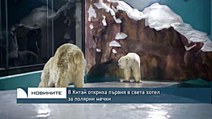 В Китай откриха първия в света хотел за полярни мечки