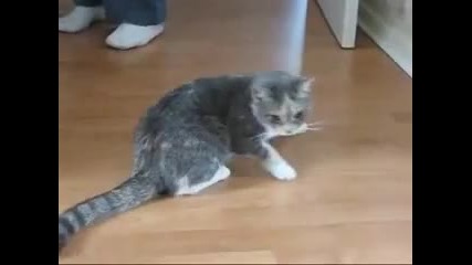 Пияна котка!!! смях 