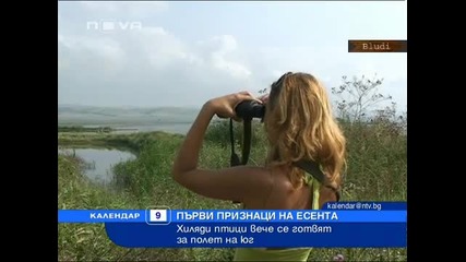 Есента е близо - Птиците се готвят за полет на юг 