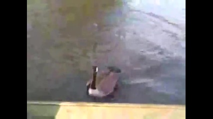Дива гъска атакува рибарска лодка !