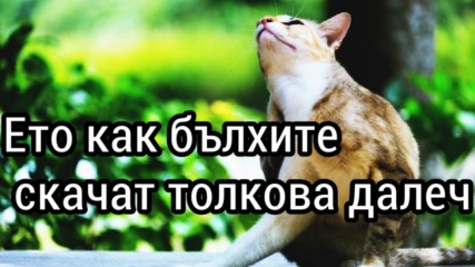 Ето как бълхите скачат толкова далеч