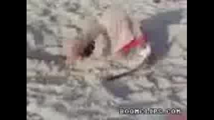 how to catch a seagull
