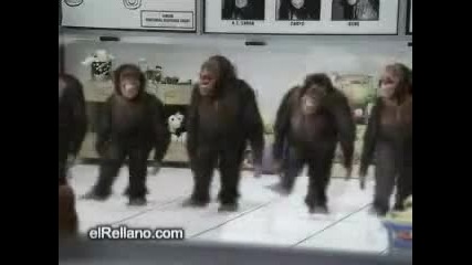 маймунско хоро 