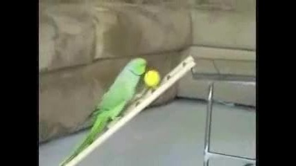 много умен папагал 