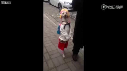 Куче може да върви като малко момиче по улицата!