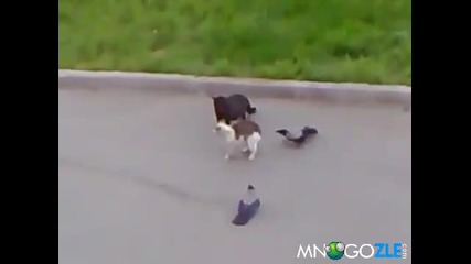 Гарвани срещу коте