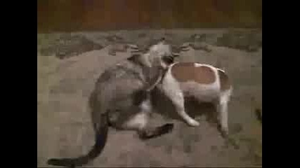 Куче И Котка 
