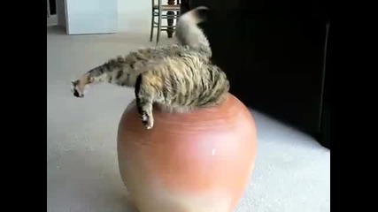 Котка се заклещва във ваза 