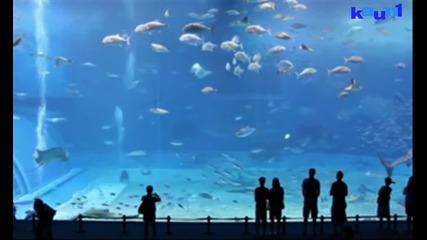 Красота Огромен Аквариум в Токио 