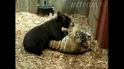 Мече и Тигърче си Играят