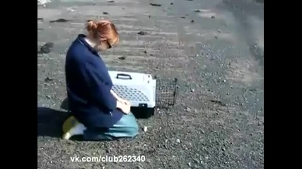 Пингвин не иска да бъде на свобода!