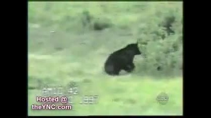 Адски Смешни котки