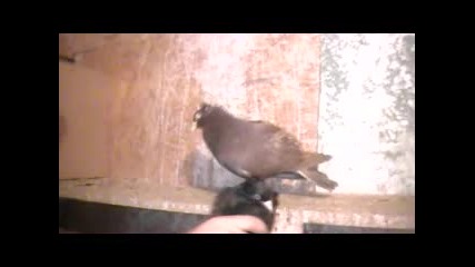 Паламарски гълъби Ергин Китанчево