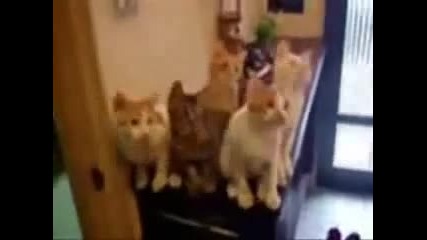 The most funny video clip in this world!! 