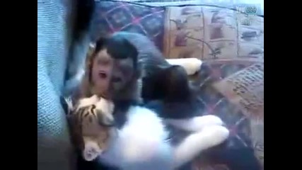 Маймунска любов ! Ще задуши котето, от целувки :))
