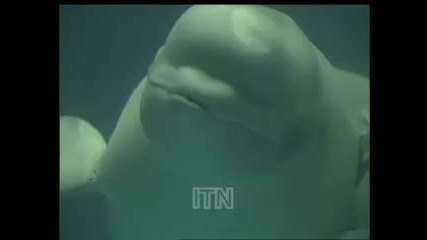 Китове Белуга правят балончета под вода