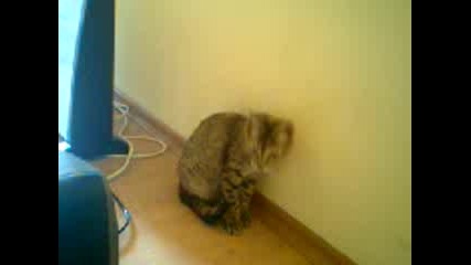 котка