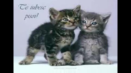 Florin Salam feat Denisa - Te iubesc (lyrics)