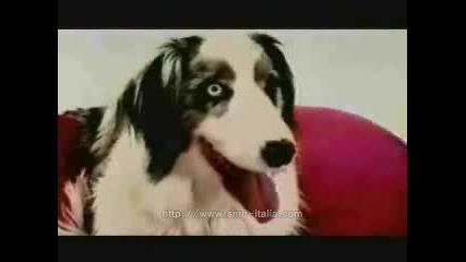 Sarah With Dog
