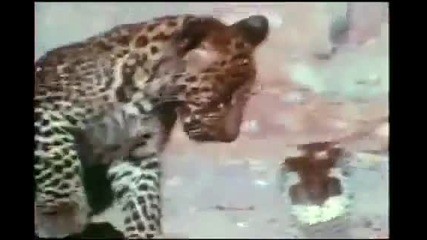 Леопард Срещу Кралска Кобра 