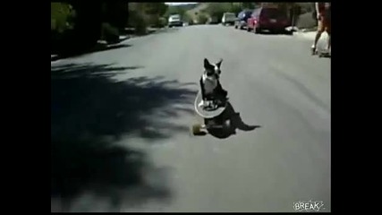 Куче кара скейтборд и се пребива Голям Смях 